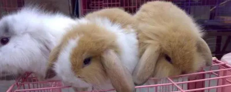 垂耳兔的养殖方法，建议用专用的兔笼