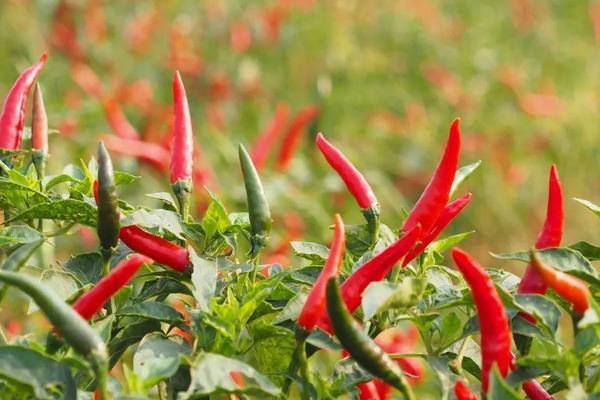 辣椒的简介，原产于中南美洲热带地区