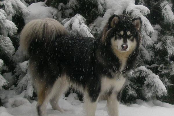 阿拉斯加雪橇犬简介，是最古老的雪橇犬之一