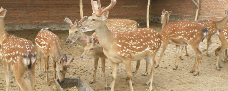 养殖梅花鹿的方法和手续，需办理野生动物驯养繁殖许可证、野生动物经营许可证