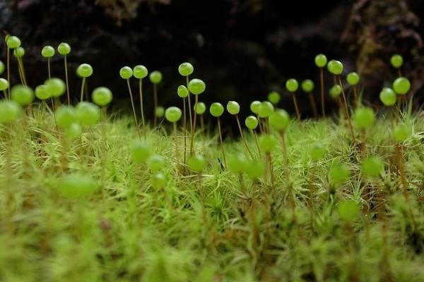 什么是绿色植物，泛指含有叶绿素的非单细胞植物