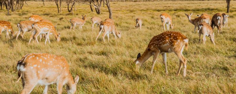 梅花鹿相关介绍，属于偶蹄目、鹿科、鹿属哺乳动物