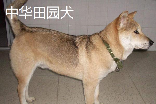 哪些宠物狗比较便宜，包括中华田园犬、巴哥犬、贵宾犬等品种