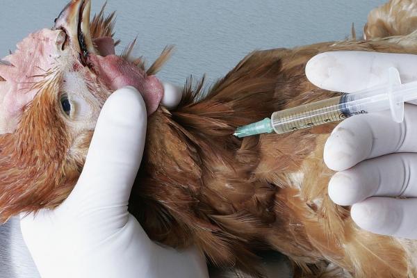 H7N9病毒是什么，属禽流感的一种亚型