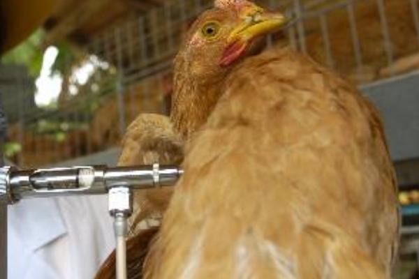 H7N9病毒是什么，属禽流感的一种亚型