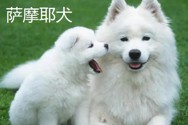 哪些宠物狗比较便宜，包括中华田园犬、巴哥犬、贵宾犬等品种