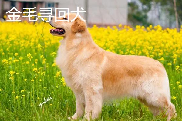 哪些宠物狗比较便宜，包括中华田园犬、巴哥犬、贵宾犬等品种