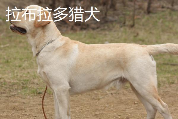 哪些宠物狗比较便宜，包括中华田园犬、巴哥犬、贵宾犬等品种