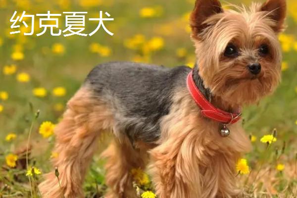 哪些宠物狗比较便宜，包括中华田园犬、巴哥犬、贵宾犬等品种