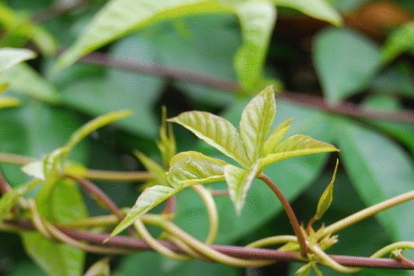 什么是藤蔓植物，泛指茎部细长、无法直立、依附在其它物体上生长的植物