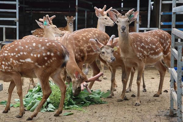 梅花鹿相关介绍，属于偶蹄目、鹿科、鹿属哺乳动物