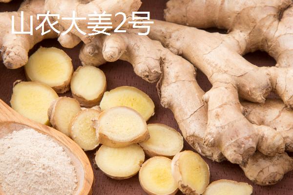 生姜相关介绍，属于姜科、姜属多年生草本植物