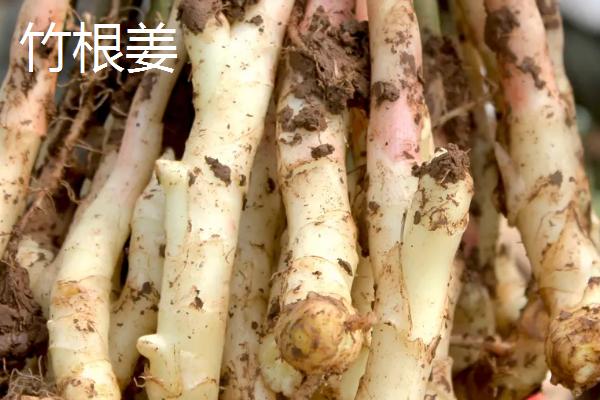 生姜相关介绍，属于姜科、姜属多年生草本植物