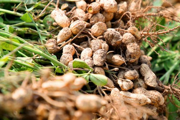 花生相关介绍，属于豆目、豆科一年生草本植物