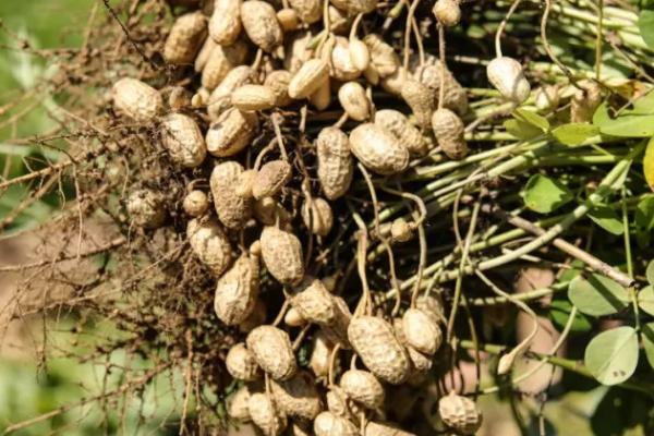 花生相关介绍，属于豆目、豆科一年生草本植物