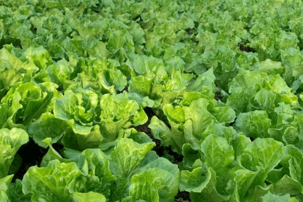 生菜相关介绍，属于菊科、莴苣属、生菜种草本植物