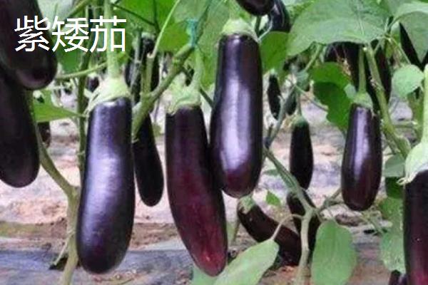 茄子相关介绍，果实是一种常见的蔬菜