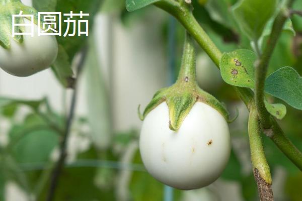 茄子相关介绍，果实是一种常见的蔬菜