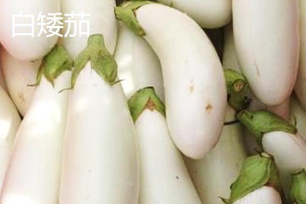 茄子相关介绍，果实是一种常见的蔬菜