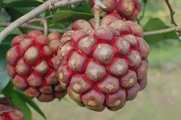 黑老虎的简介，属于毛茛目、木兰科藤本植物