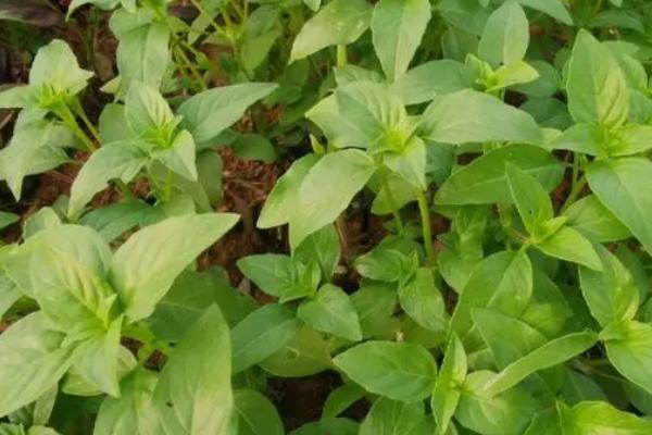 荆芥如何种植以及防治病害，封行前要中耕除草2-3次