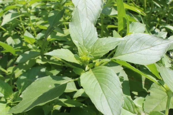 荆芥如何种植以及防治病害，封行前要中耕除草2-3次