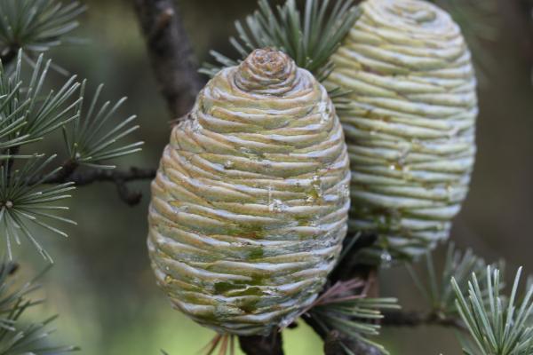 裸子植物相关介绍，因种子裸露、外层无果皮包被而得名