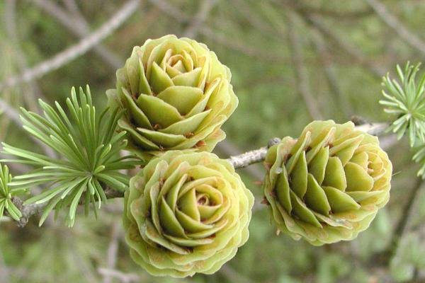 单子叶植物相关介绍，大部分属于草本植物