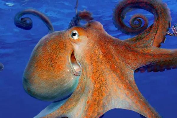 章鱼相关介绍，也叫八爪鱼、是一种常见的海洋动物