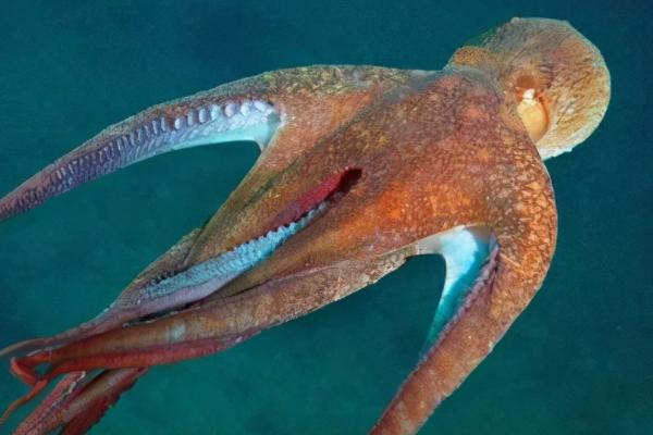 章鱼相关介绍，也叫八爪鱼、是一种常见的海洋动物