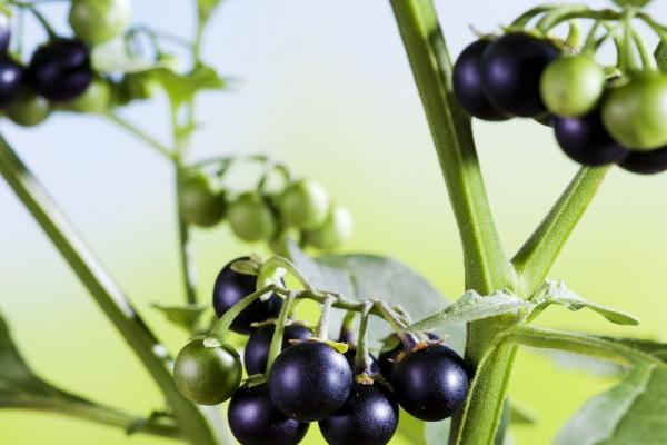 天茄子简介，学名叫做丁香茄、是一种传统中药材