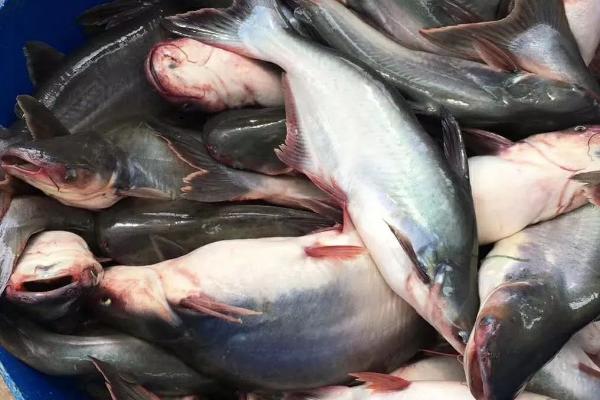 巴沙鱼简介，是原产于湄公河流域的淡水鱼类
