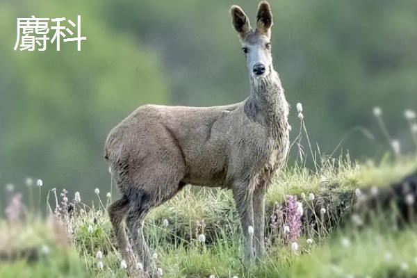 什么是反刍动物，具有反刍行为、可将胃中的食物返回嘴里再次咀嚼