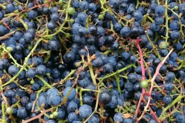 什么是山葡萄，属于鼠李目、葡萄科、葡萄属植物