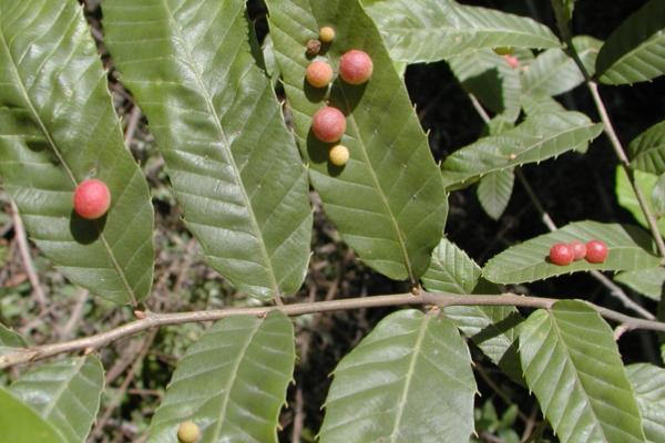 双子叶植物相关介绍，通常具有2枚子叶