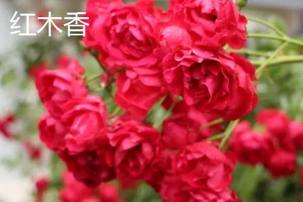 不能种植木香花的原因，迷信说法是会引来鬼魂缠身