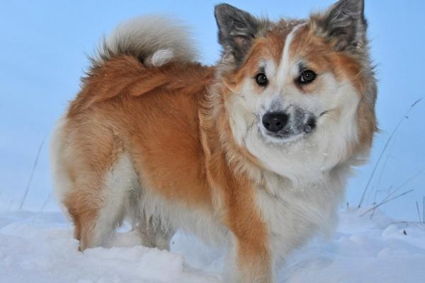 狗能不能吃雪糕，不能喂食雪糕、否则会引发不良后果