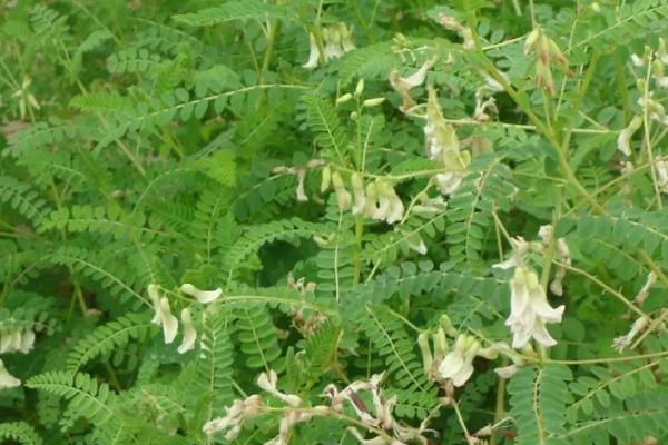 药用植物相关介绍，泛指可供药用或作为制药原料的植物