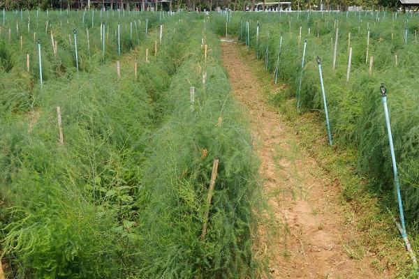 芦蒿和芦笋有什么区别，芦蒿的学名叫蒌蒿、芦笋的学名叫石刁柏