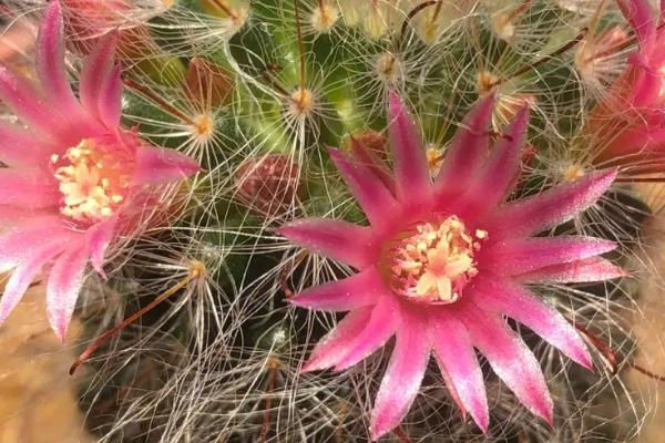 植物生长过程介绍，依次为萌芽、生长、开花、传粉、结果、死亡