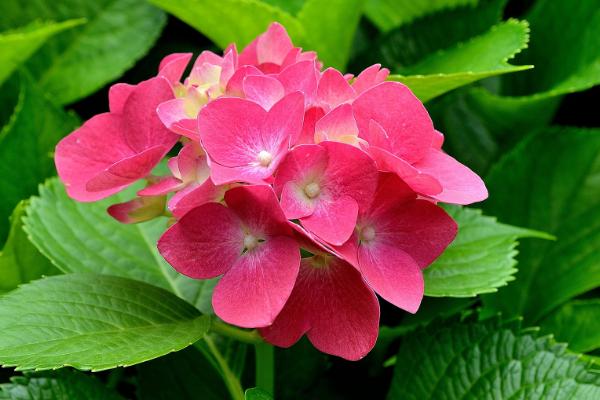 植物生长过程介绍，依次为萌芽、生长、开花、传粉、结果、死亡