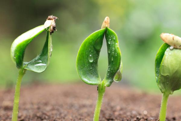 植物可以分为几类，可分为藻类植物、苔藓植物、蕨类植物、种子植物这4种