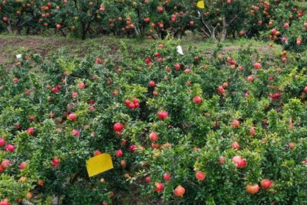 石榴的介绍，石榴科、石榴属落叶植物