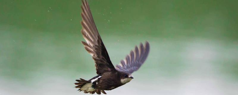 哪种鸟类飞的最快，尖尾雨燕的最快飞行速度为350千米/小时