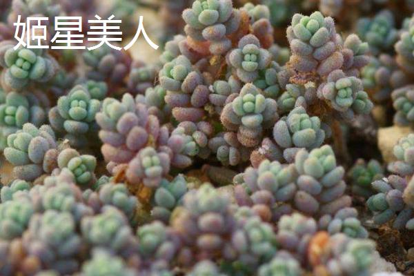 多肉植物的简介，泛指根茎叶肥厚多汁、能储藏大量水分的植物