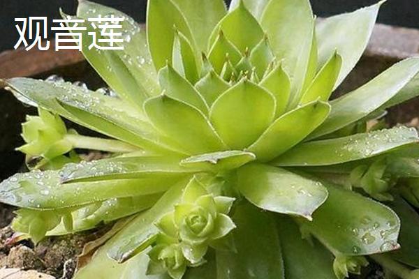 多肉植物的简介，泛指根茎叶肥厚多汁、能储藏大量水分的植物