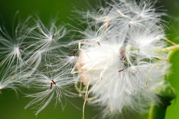 植物传播种子的10种方式，包括风力传播、水流传播、兽类传播等途径