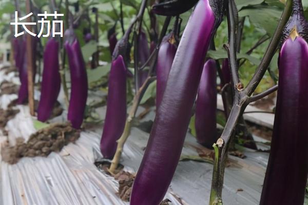 茄子的简介，属于茄科、茄属植物