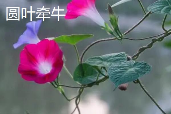 牵牛花有没有毒，根、茎、叶等部位均有毒性