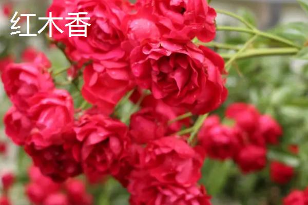 什么是木香花，属于蔷薇目、蔷薇科攀援小灌木